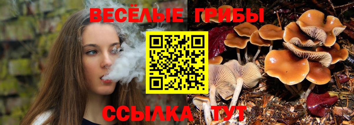 Галлюциногенные грибы прущие грибы  Вход с VPN  Большой Камень 